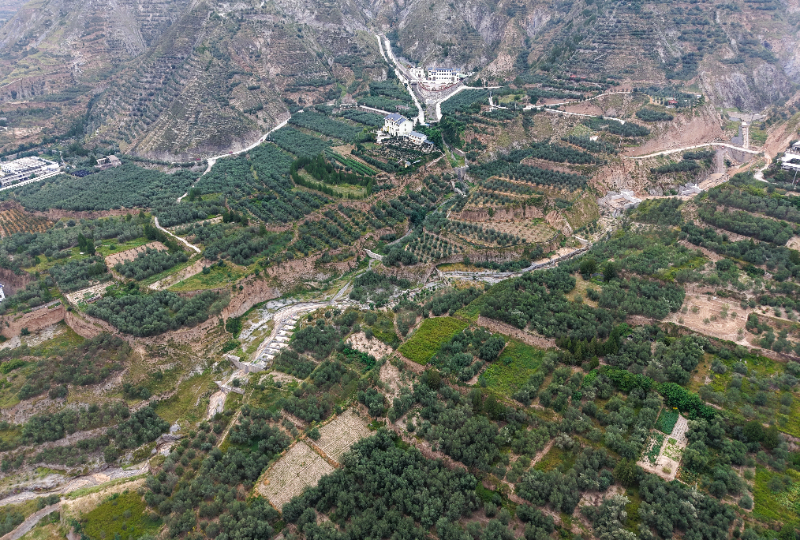 这是陇南市武都区两水镇的一处油橄榄种植基地(无人机照片)。新华社记者 郎兵兵 摄