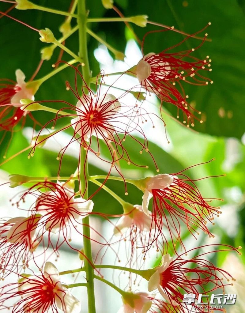 红花玉蕊拥有独特的植物生物钟,每日下午四五点绽放。