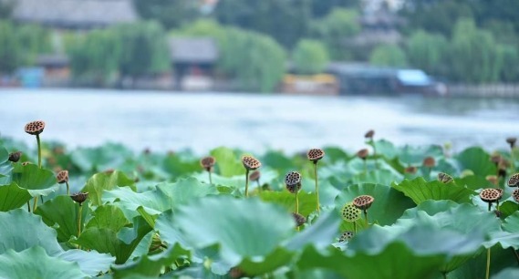 一键入秋！大明湖藕香榭荷塘，繁花落尽莲蓬立  