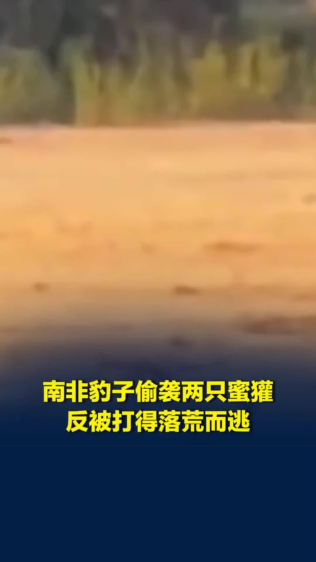 南非豹子偷袭两只蜜獾被狠狠羞辱：蜜獾迅速转身猛烈反击，豹子打不过落荒而逃