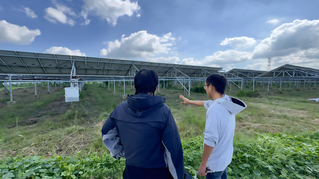 种植大户庄先生向绿色江南介绍艾草生长情况