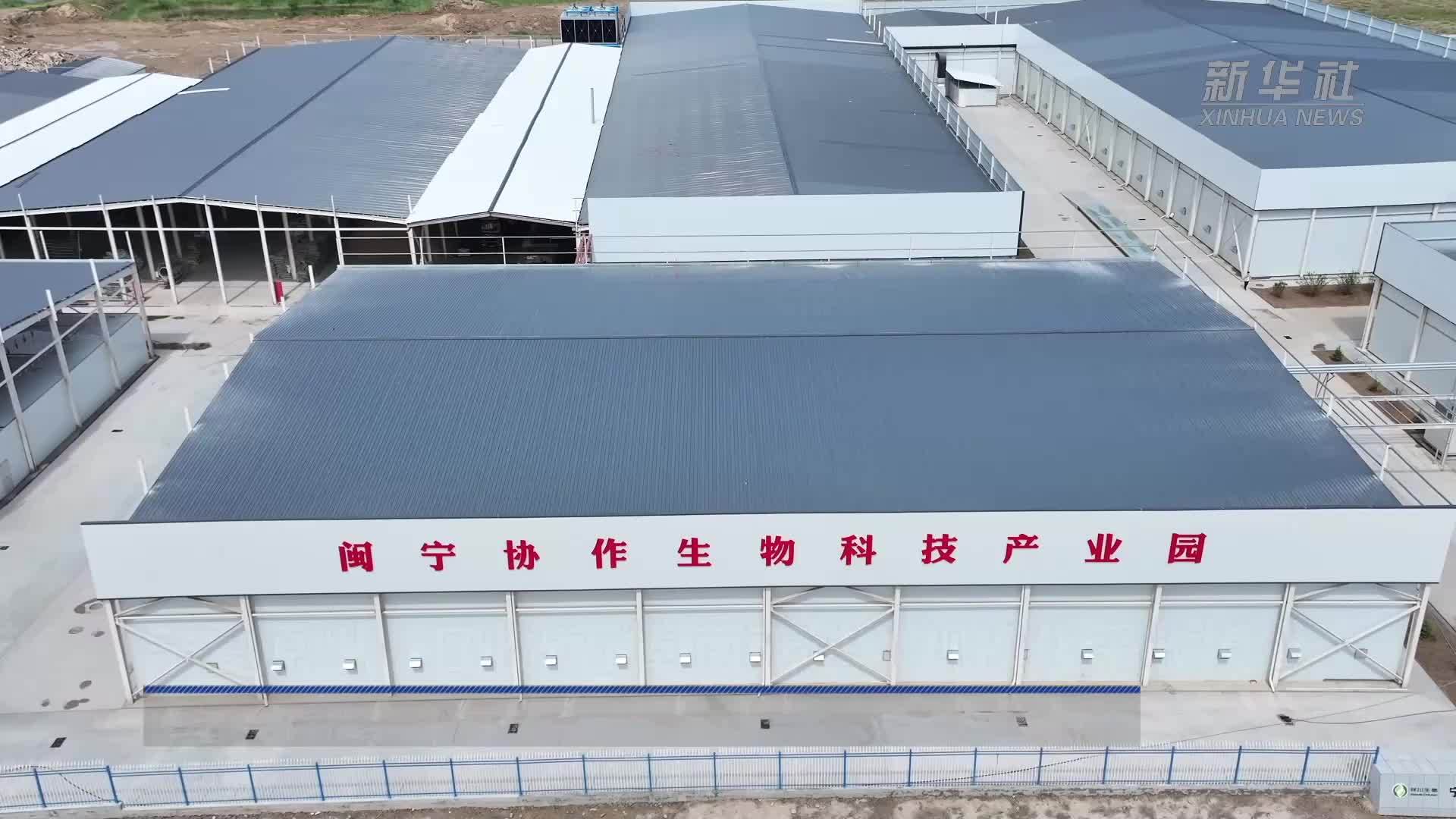 宁夏原州：日收5万棒 菌菇进入规模化采收模式