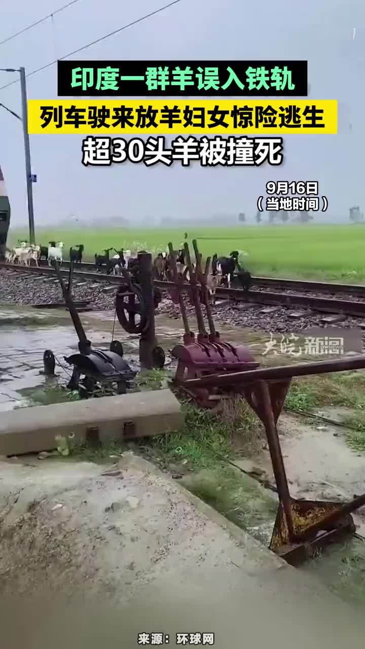 印度一群羊误入铁轨，列车驶来放羊妇女惊险逃生，超30头羊被撞死#印度一群羊误入铁轨被撞