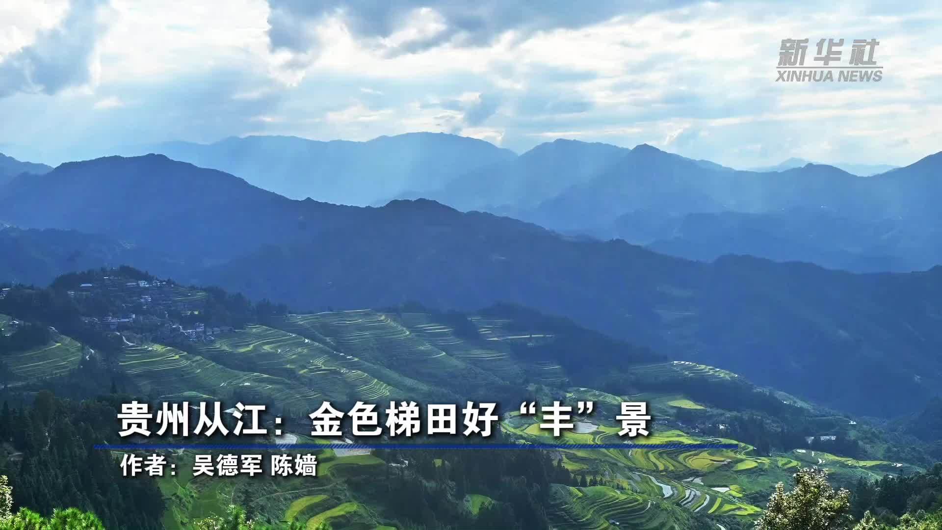 贵州从江：金色梯田好“丰”景