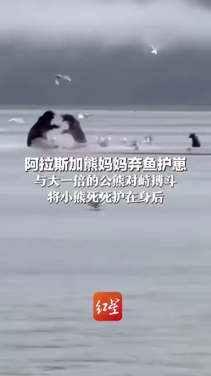 母熊弃鱼护崽与公熊搏斗