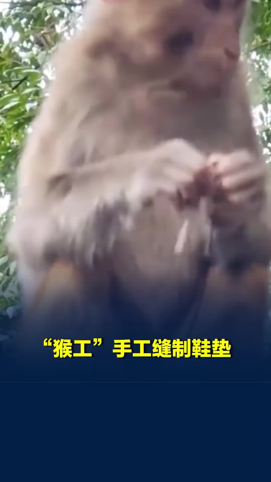 猴子是在穿针引线纳鞋垫吗？网友：“猴工”手工缝制的鞋垫，卖多少钱一双呀？