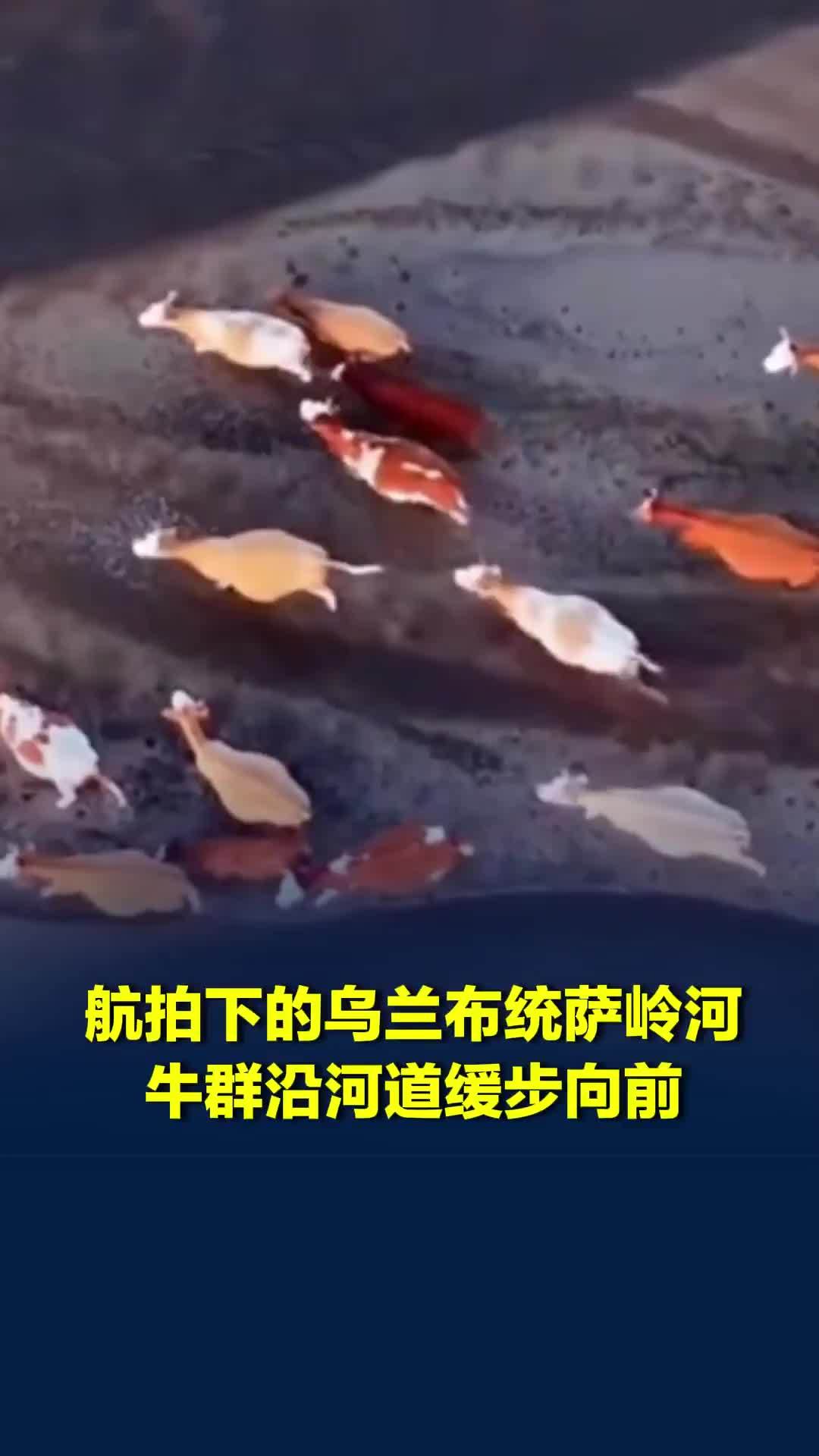 航拍视角下的乌兰布统萨岭河，牛群沿河道缓步向前，犹如金鱼在水中游荡