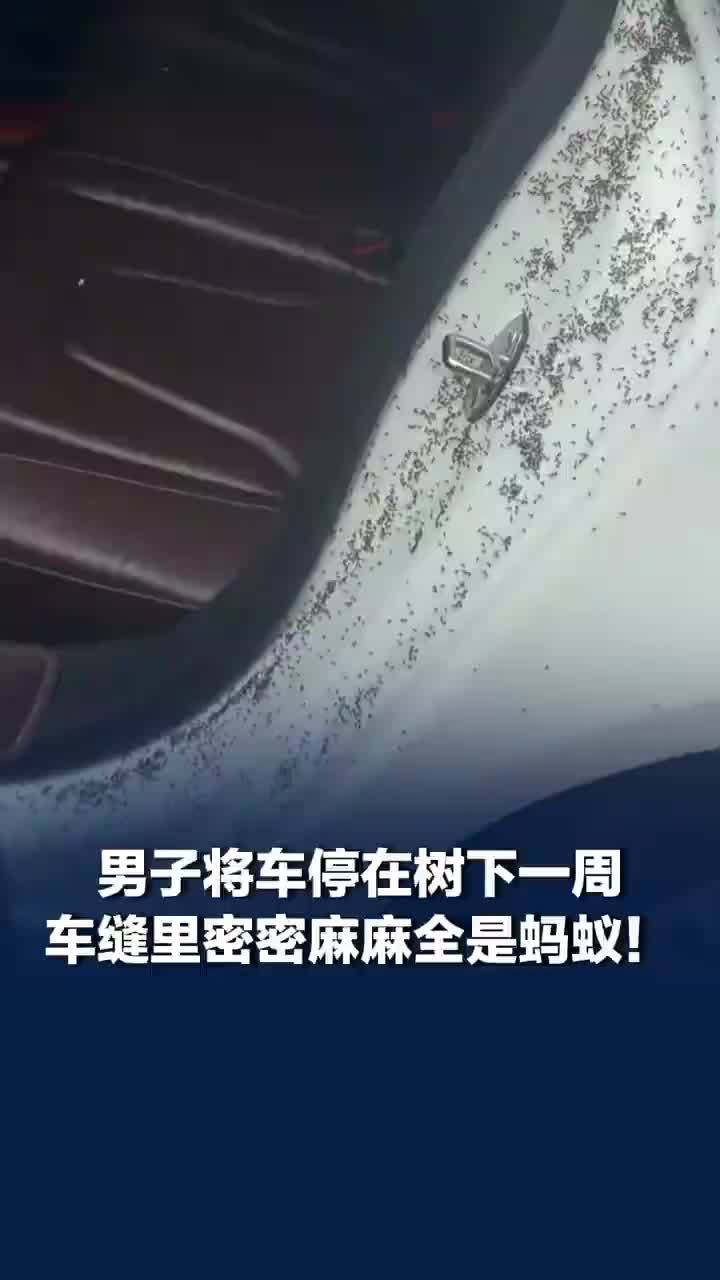 车停树下一周后车门缝隙全是蚂蚁，当事人：打开车门的一瞬间头皮发麻