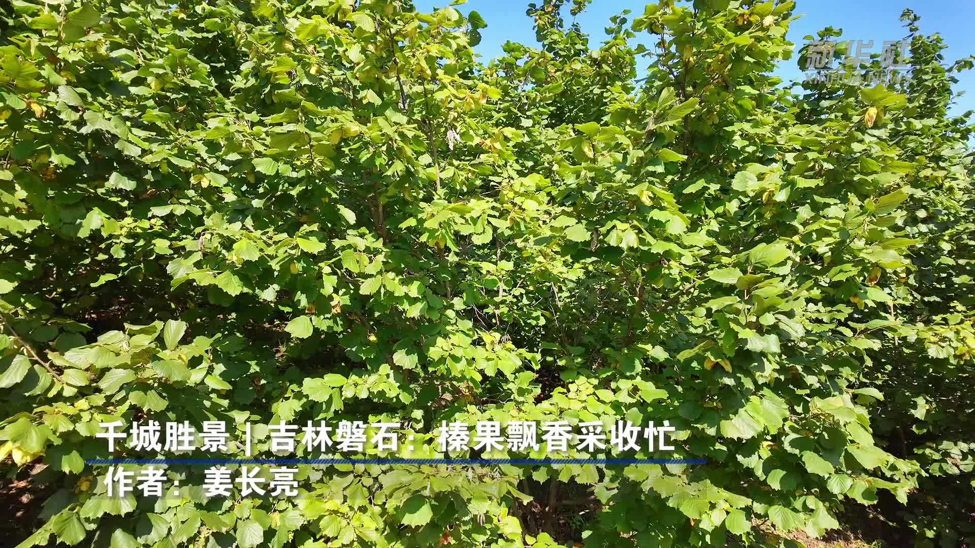 千城胜景｜吉林磐石：榛果飘香采收忙