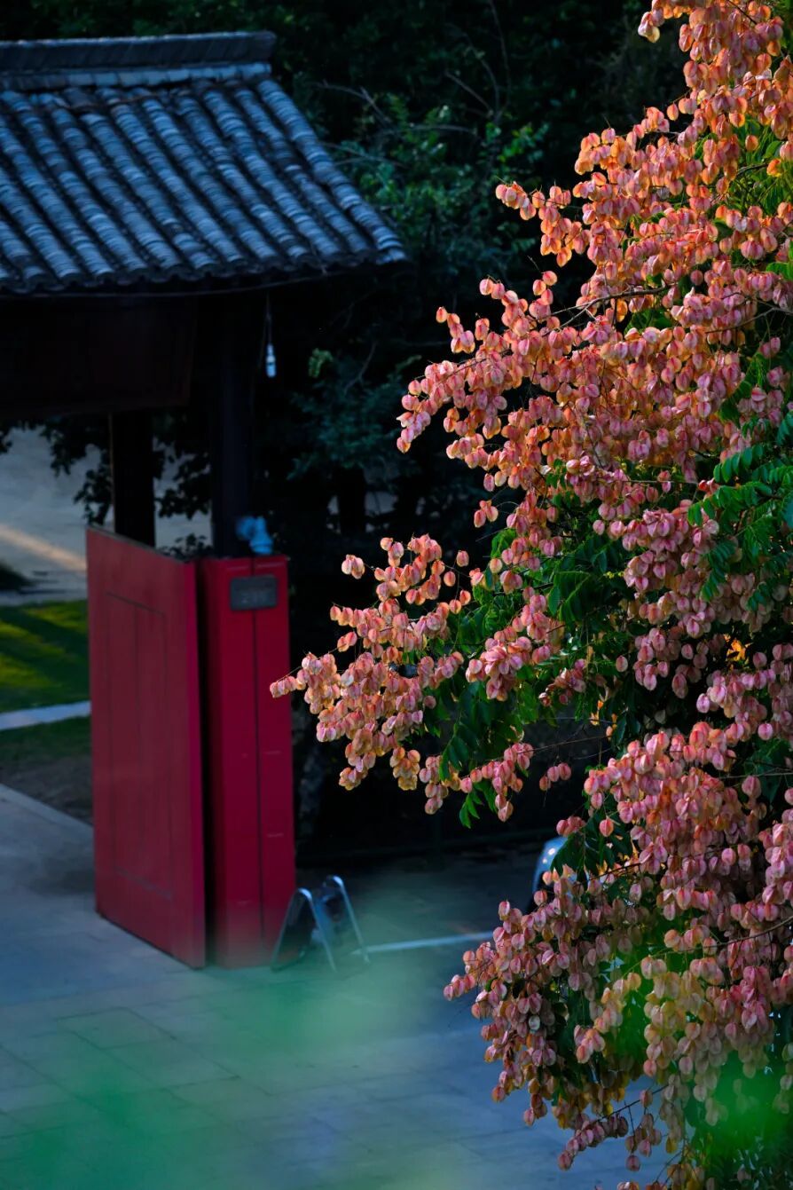 图片_0000151924_陈高年_栾树花景.jpg
