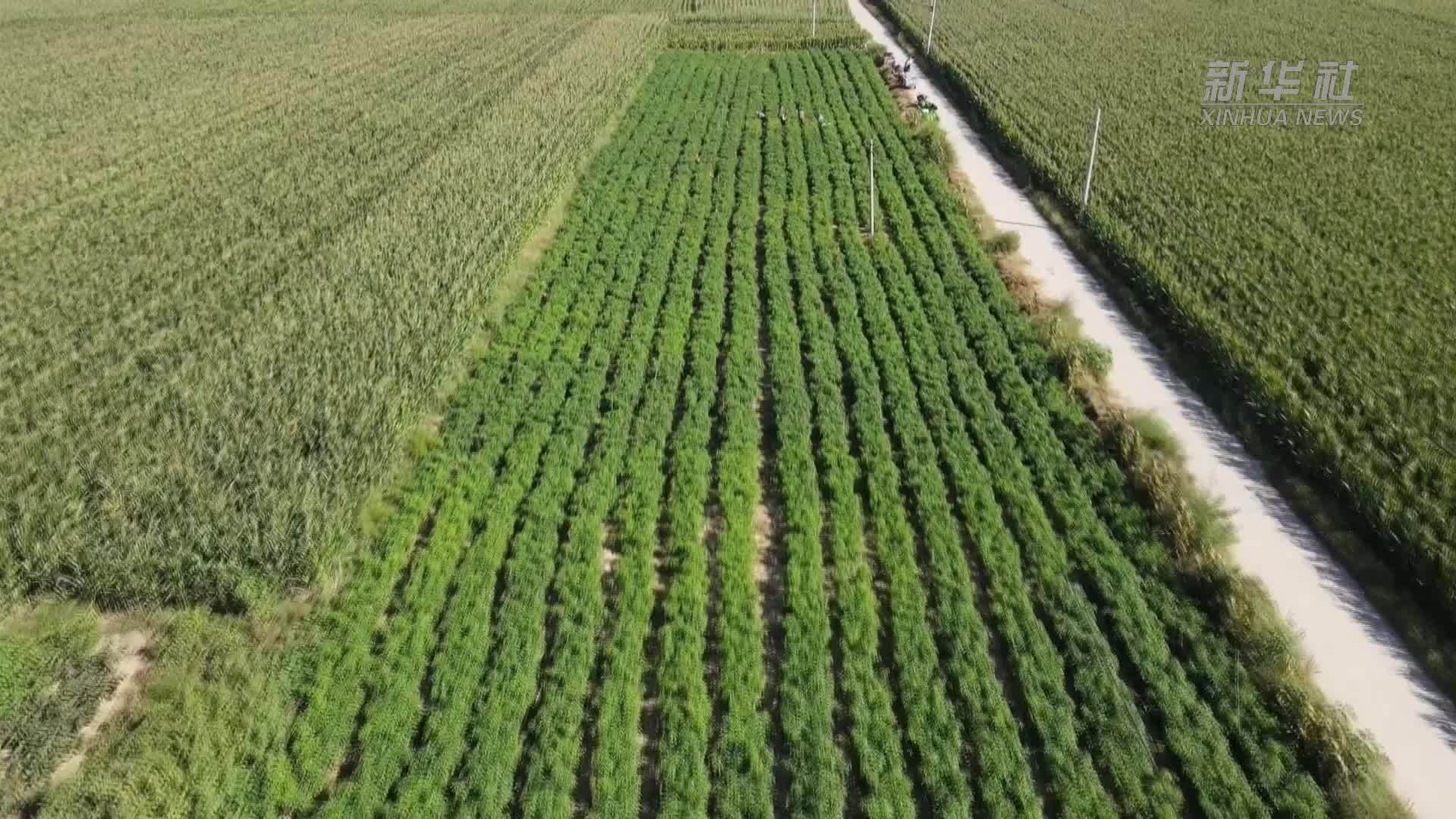 河北衡水：金秋时节丰收忙 特色种植富农家