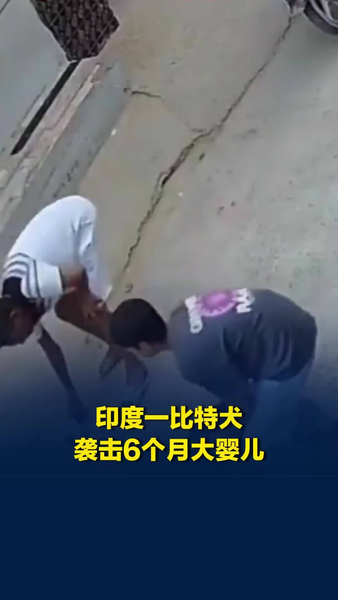 印度一比特犬袭击6月大婴儿，咬住在地上拖行，众人努力营救
