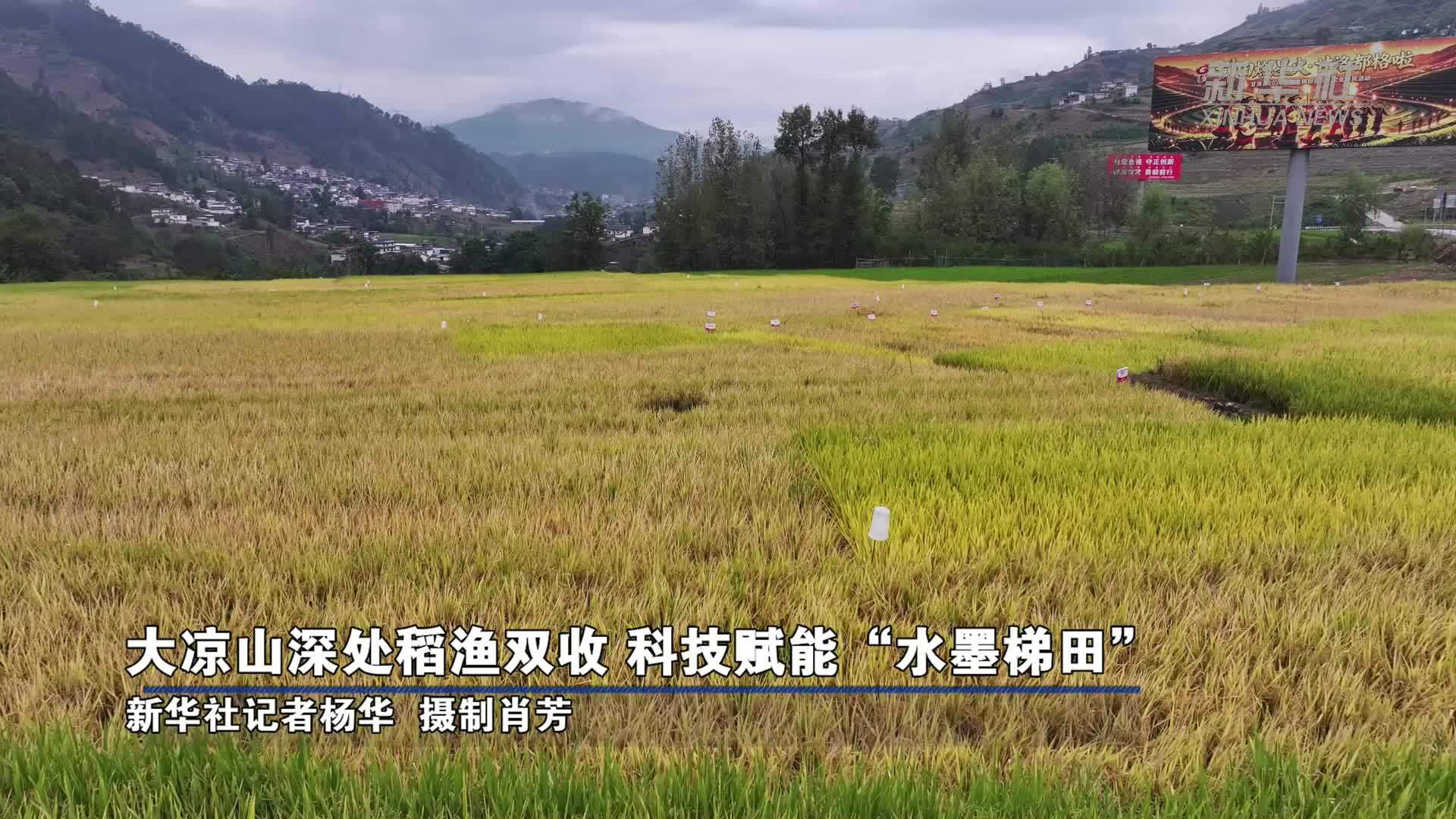 大凉山深处稻渔双收 科技赋能“水墨梯田”