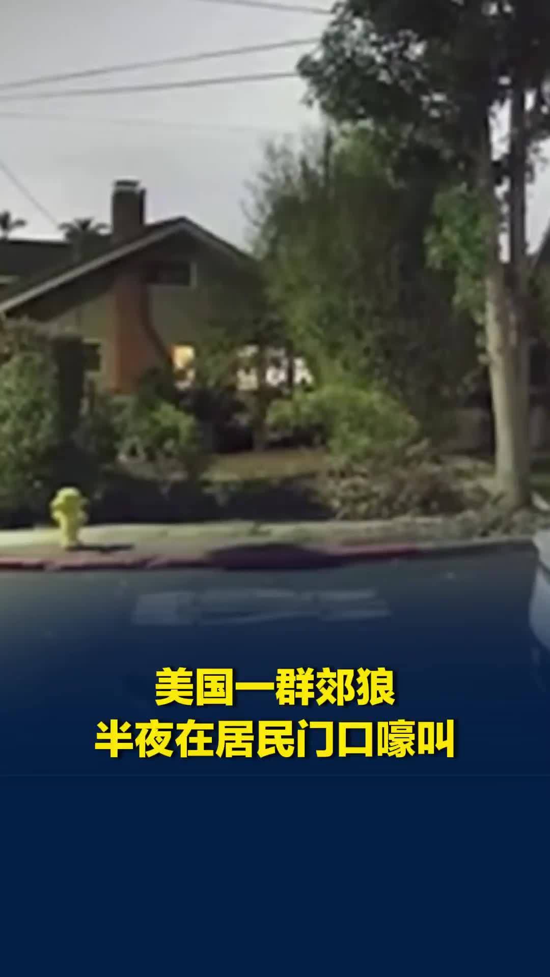 美国一群郊狼半夜在居民门口嚎叫，吓坏居民