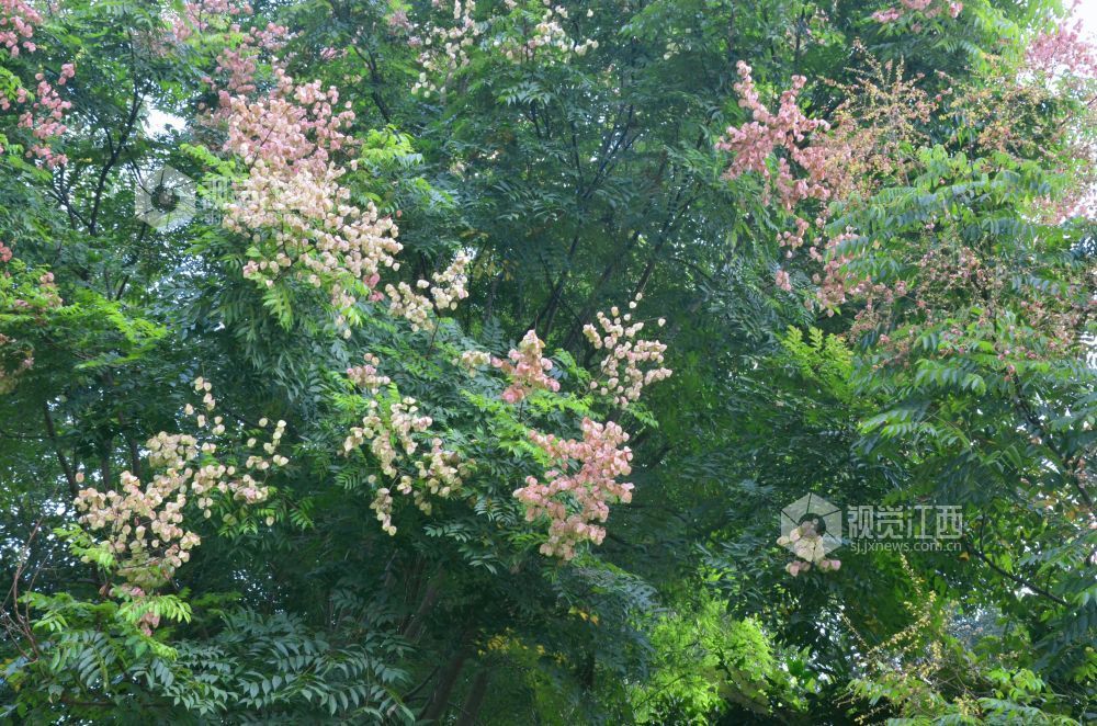 9月15日,江西省吉安市永新县埠前镇仰山安居小区栾树的蒴果由绿转粉,与细碎黄花相映成趣。
