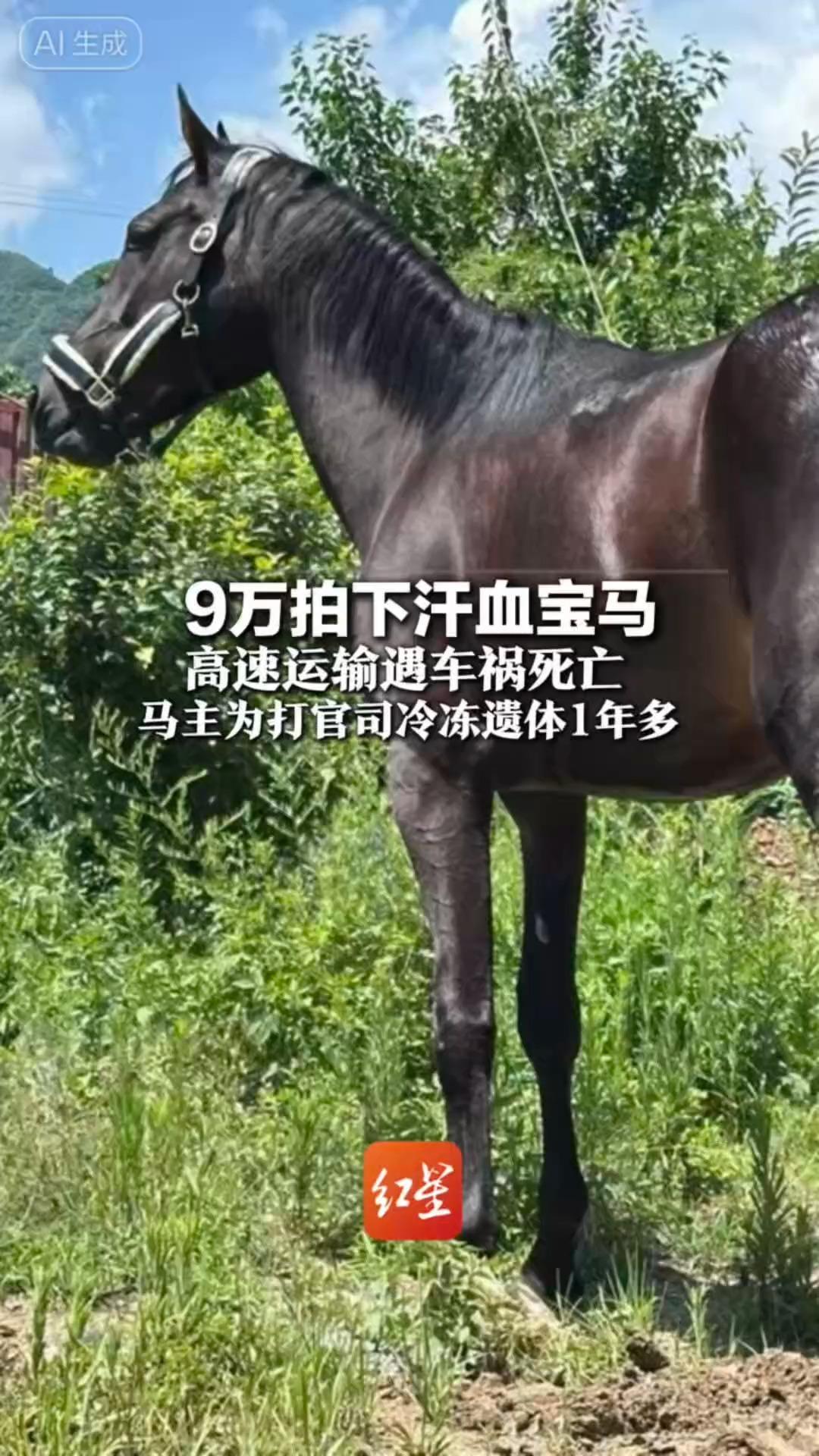 9万拍下汗血宝马 高速运输遇车祸死亡 马主为打官司冷冻遗体1年多 法院：保险公司赔13.5万