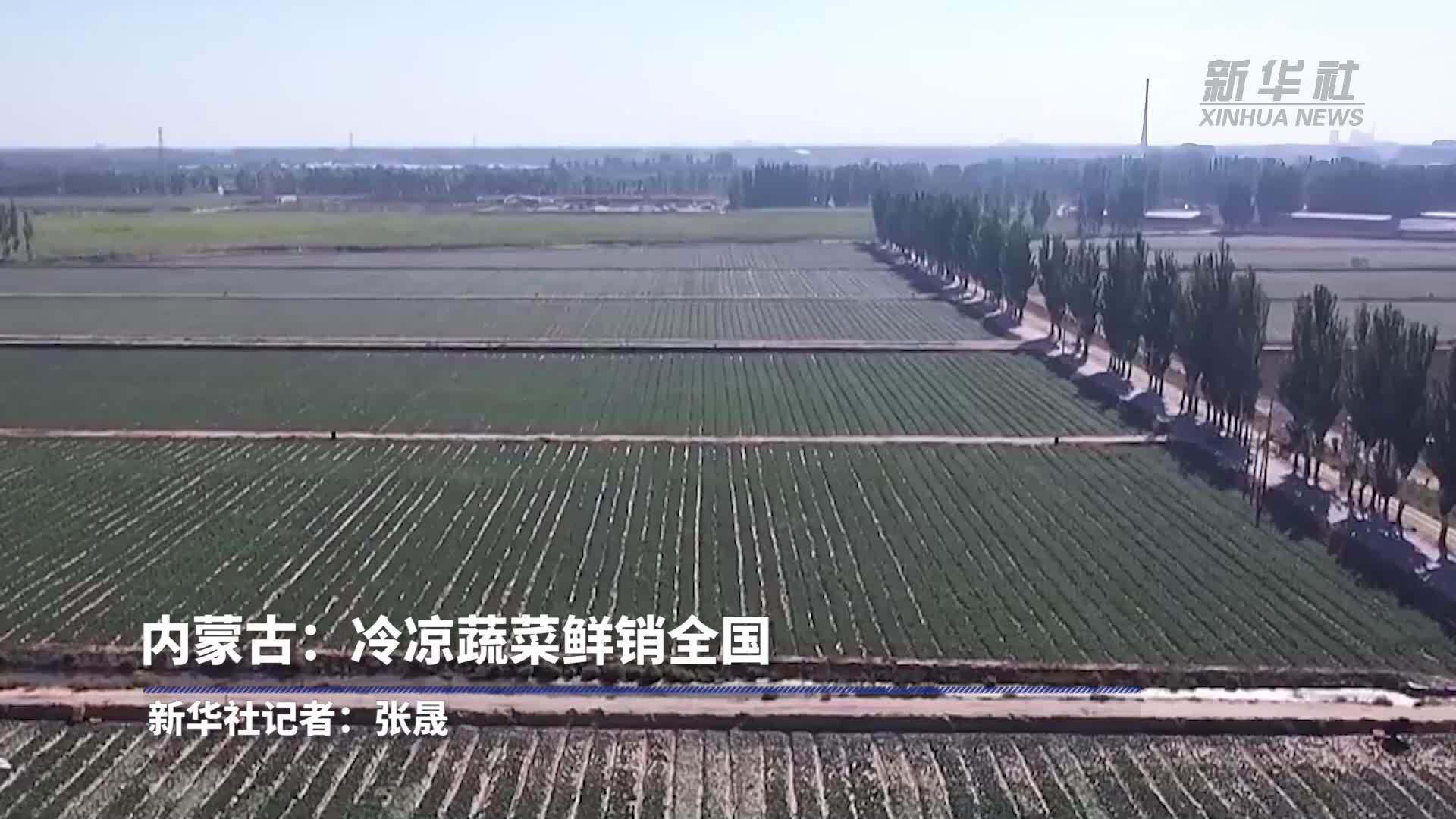 内蒙古：冷凉蔬菜鲜销全国