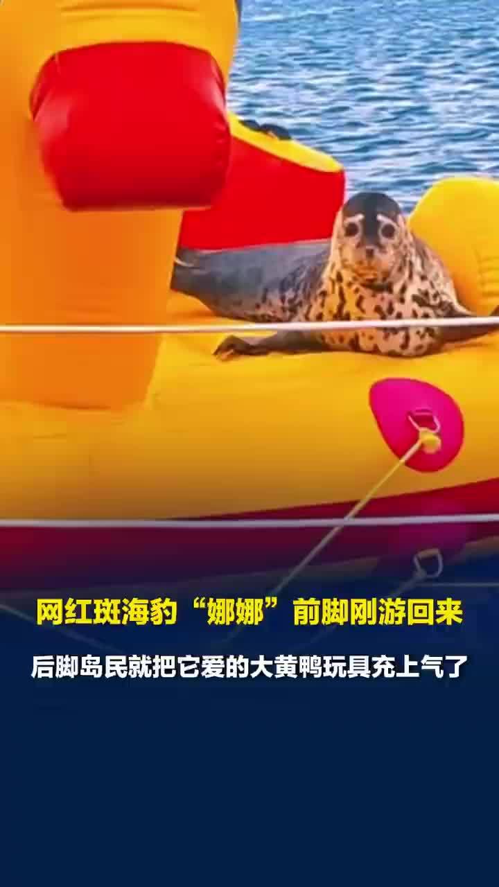 斑海豹娜娜回归岛民连夜充起大黄鸭