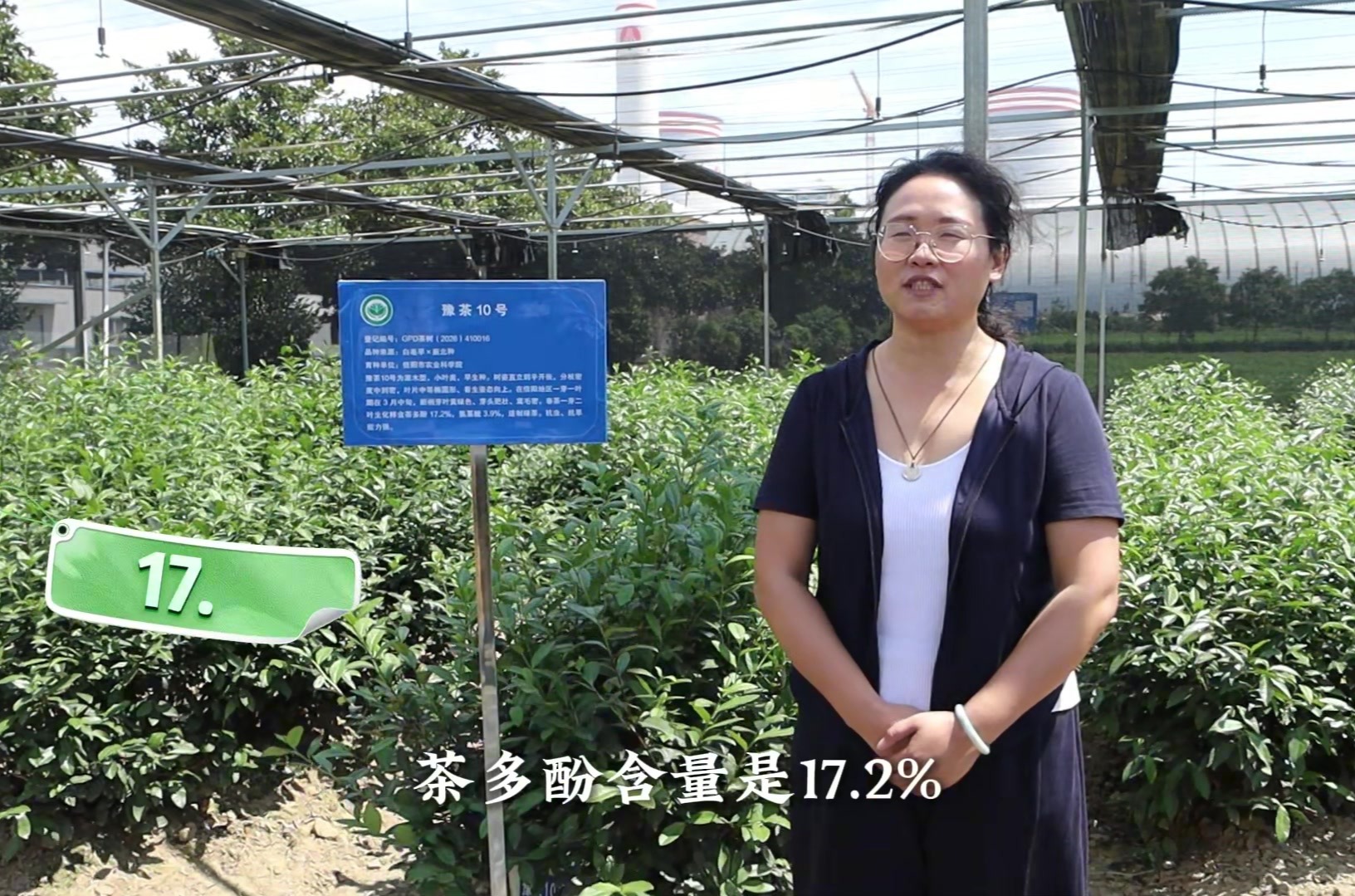 解锁茶树 “农业芯片” 信阳市农科院科普视频解读豫茶系列新品种
