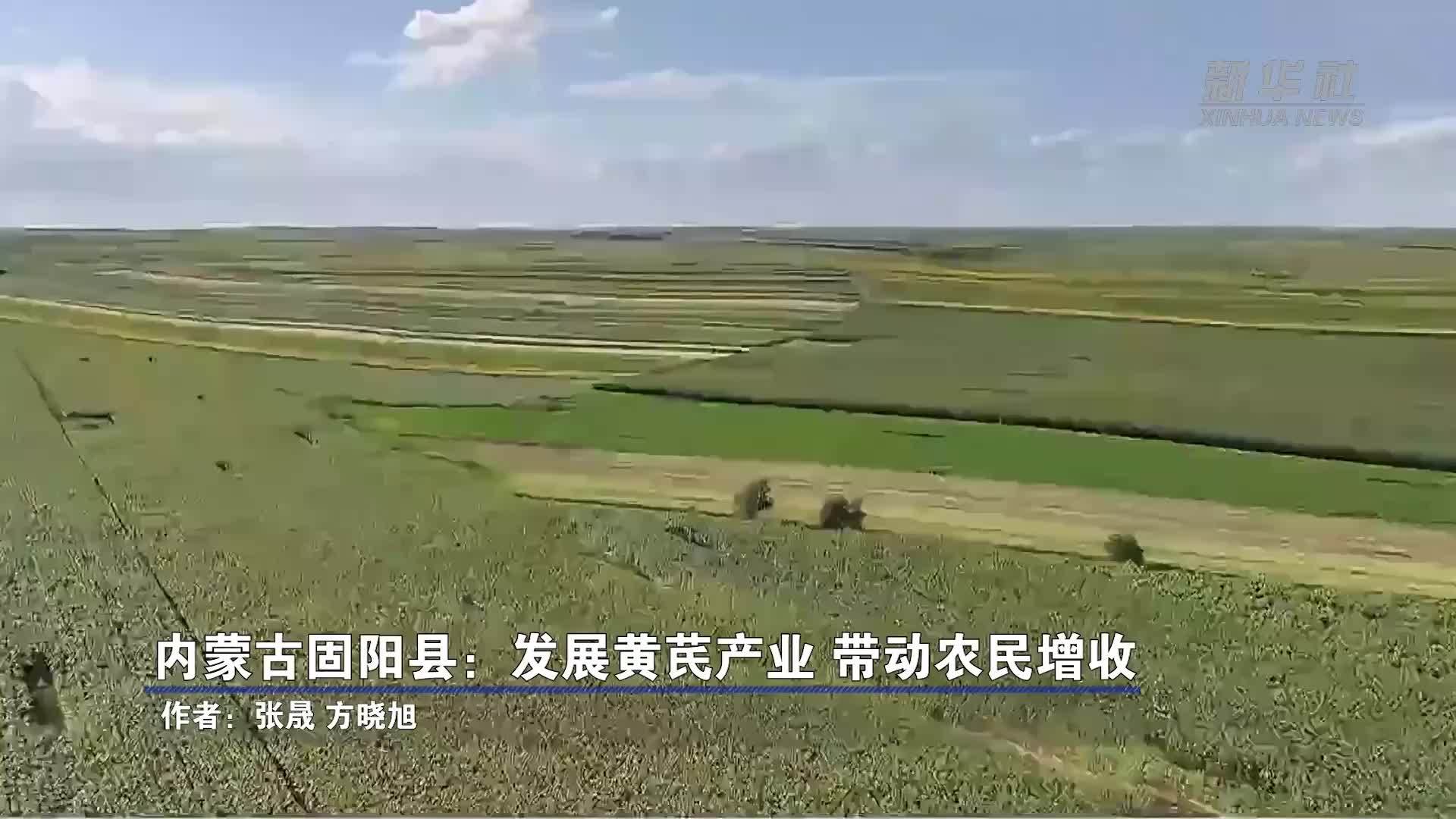 内蒙古固阳县：发展黄芪产业 带动农民增收