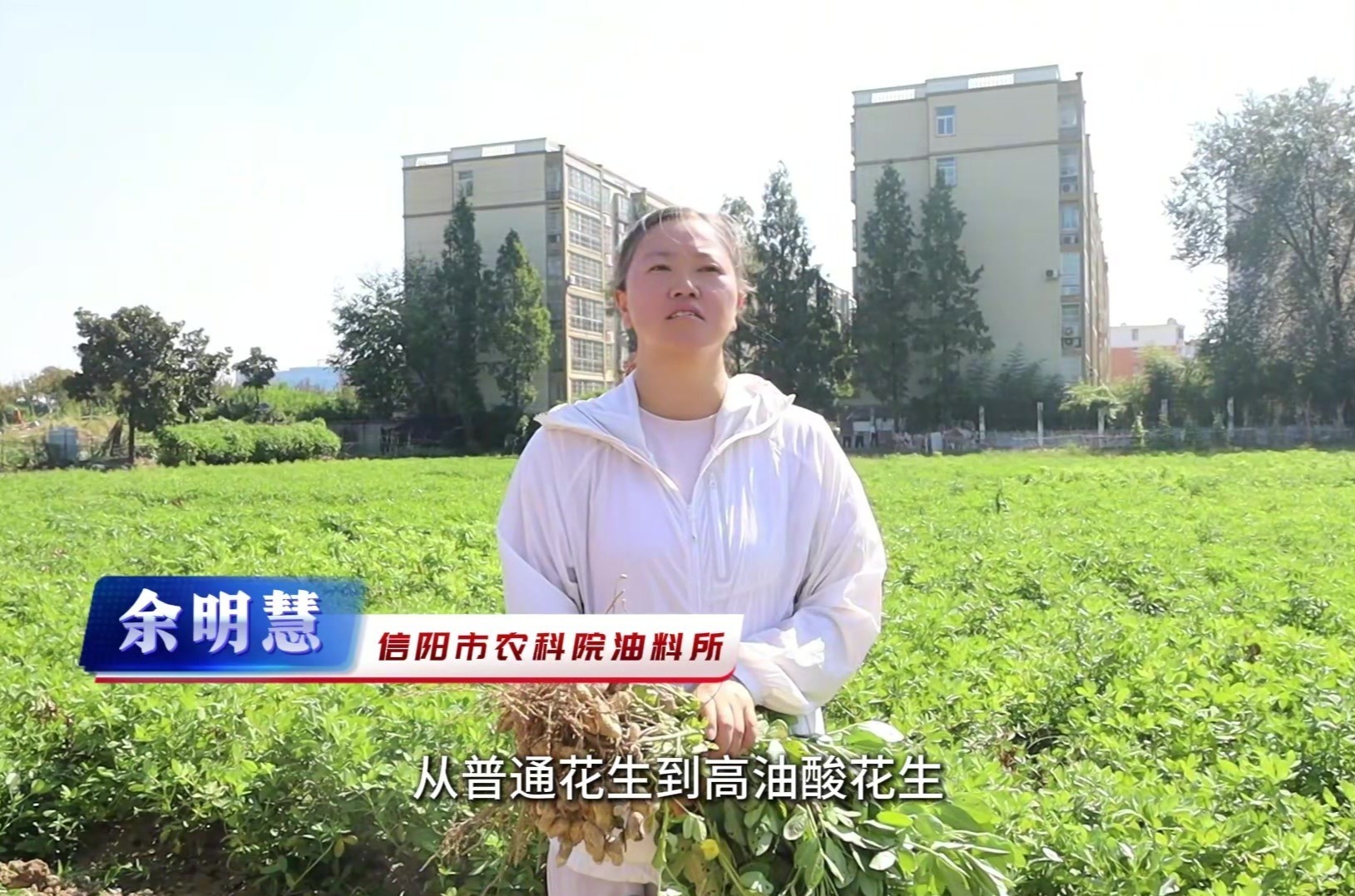 打破传统认知 信阳市农科院科普揭秘高油酸花生为何更优质
