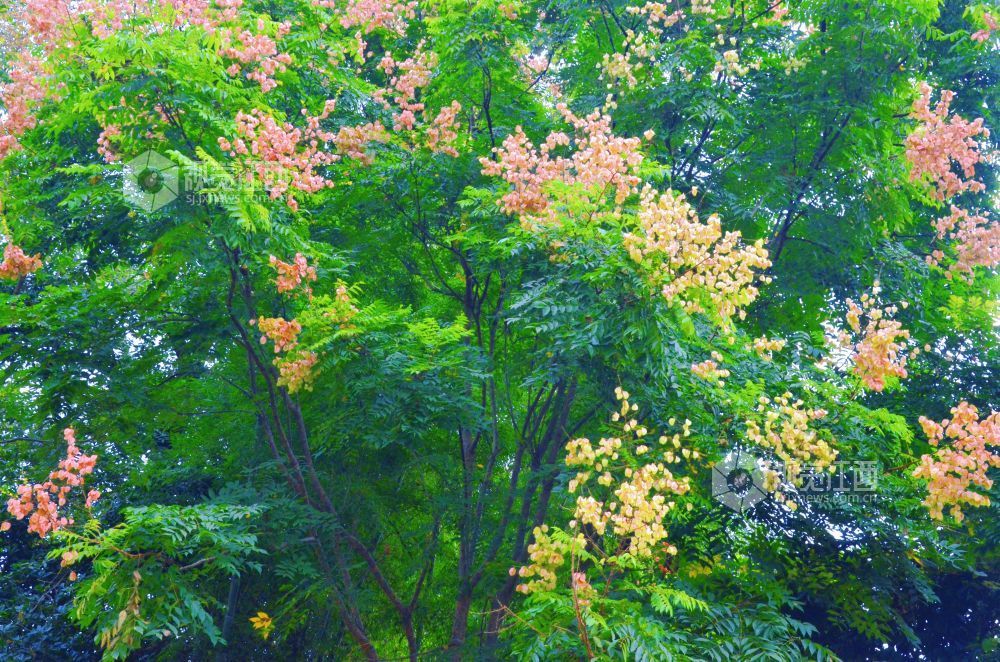 9月15日,江西省吉安市永新县埠前镇仰山安居小区,成片栾树花果交织,扮靓安居环境。