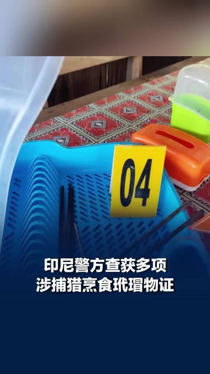 男子猎杀玳瑁印尼警方查获多项物证