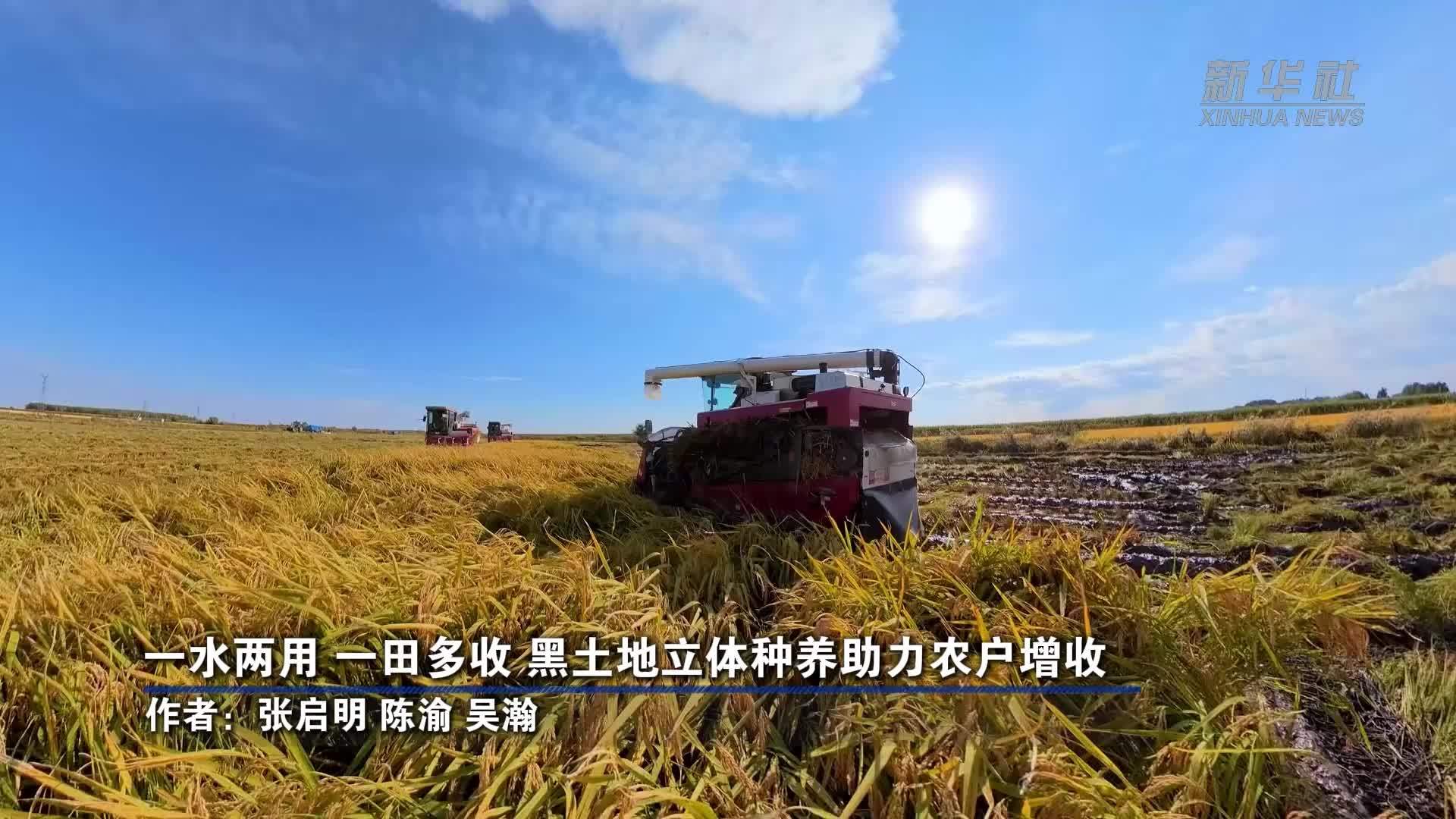 一水两用、一田多收，黑土地立体种养助力农户增收