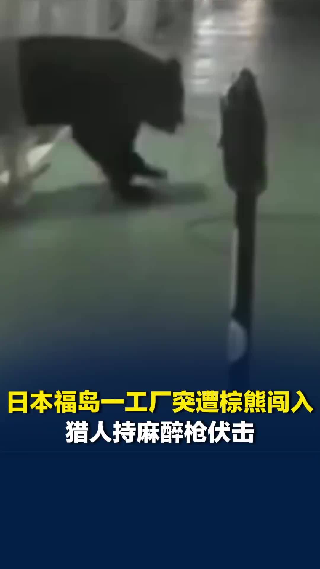 日本福岛一工厂突遭棕熊闯入，猎人持麻醉枪伏击，熊中枪后猛然反扑，带伤逃窜