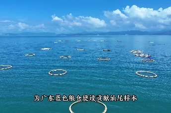 汕尾市城区海洋牧场30万斤金鲳鱼上市
