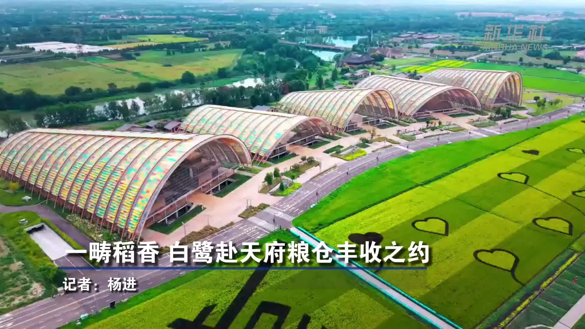 一畴稻香 白鹭赴天府粮仓丰收之约