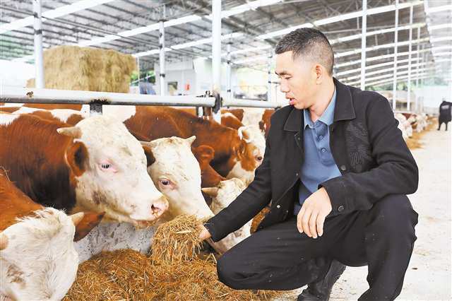 丰都县飞仙洞村肉牛养殖专业合作社养殖基地,新农人张林葱在检查肉牛长势。