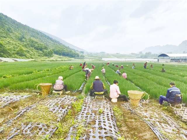 丰都武平镇香葱共富农场