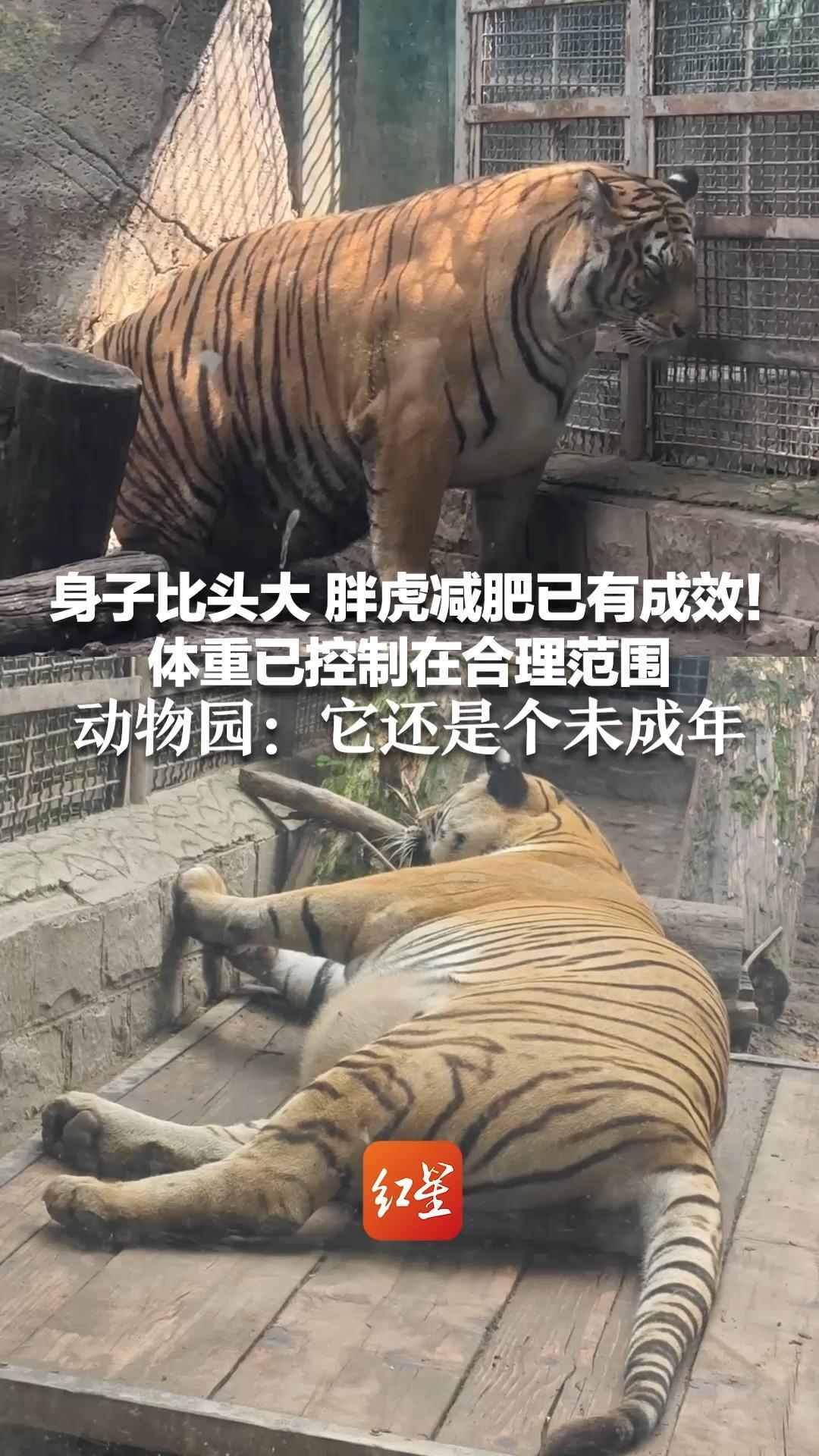 身子比头大 胖虎减肥已有成效！体重已控制在合理范围 动物园：它还是个未成年 有抢食习惯所以吃胖了