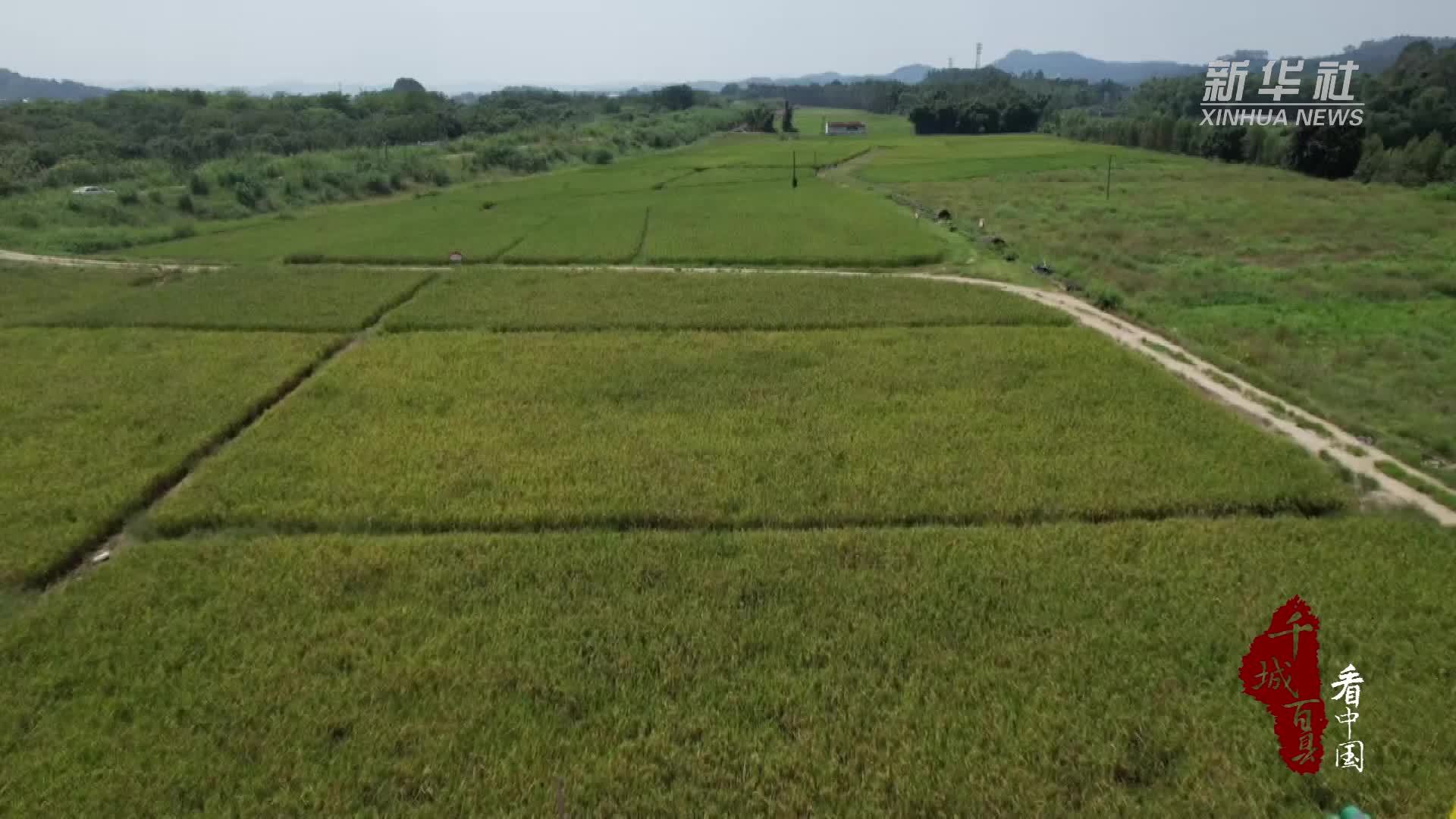 千城百县看中国丨福建长泰：稻生两季 秋启新收