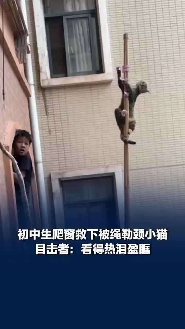 初中生爬窗救下被绳勒颈小猫，初中生救下被绳勒颈小猫目击者发声：看得热泪盈眶