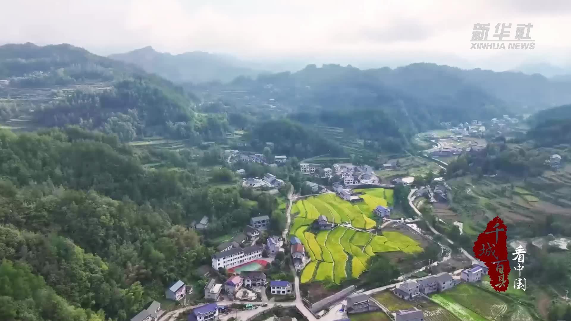 千城百县看中国丨湖南张家界：高山贡米迎丰年