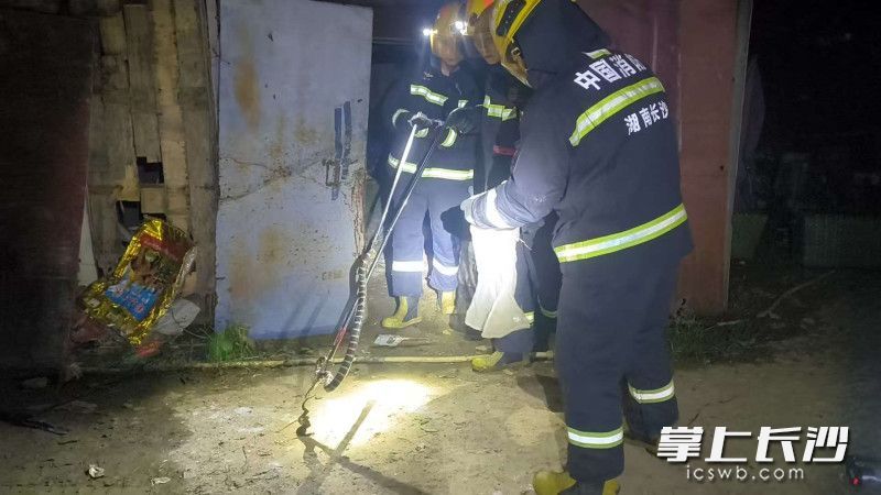 消防员成功捕获“扰民”银环蛇。 长沙晚报通讯员 王磊 摄
