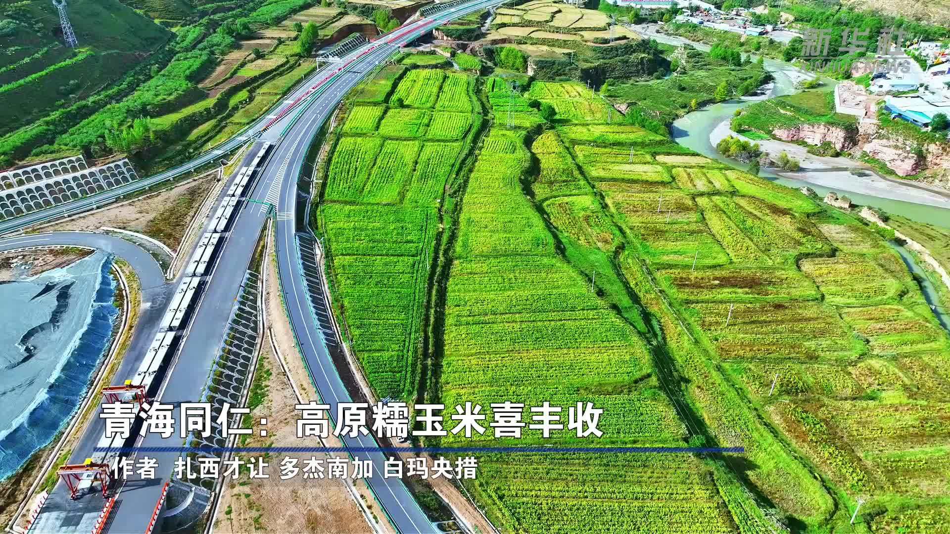 青海同仁：高原糯玉米喜丰收