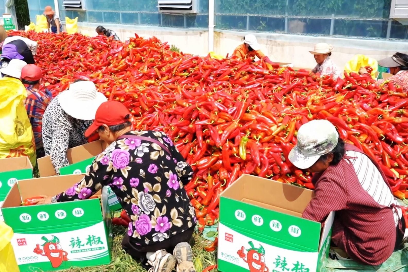 4.务工人员正在给辣椒筛选装箱