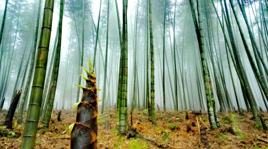 阳明山竹林基地。