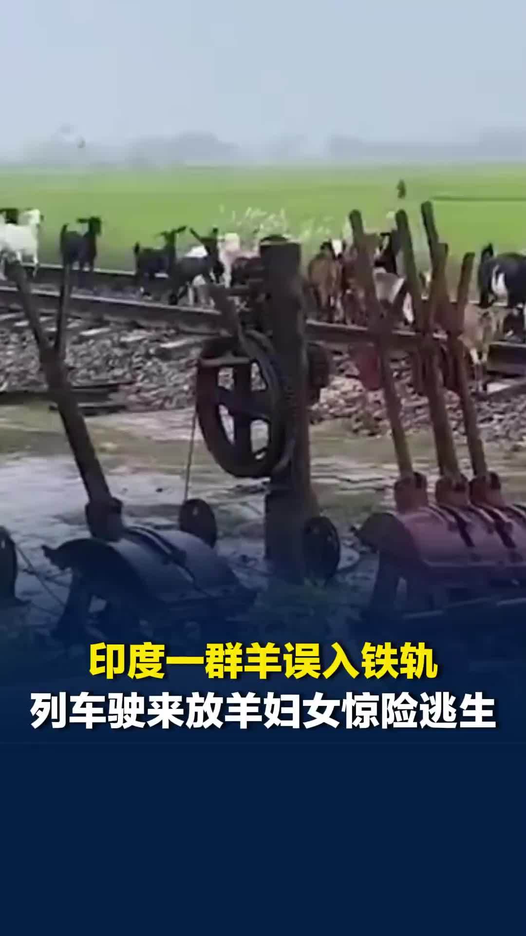 印度一群羊误入铁轨，列车驶来放羊妇女惊险逃生，超30头羊被撞死