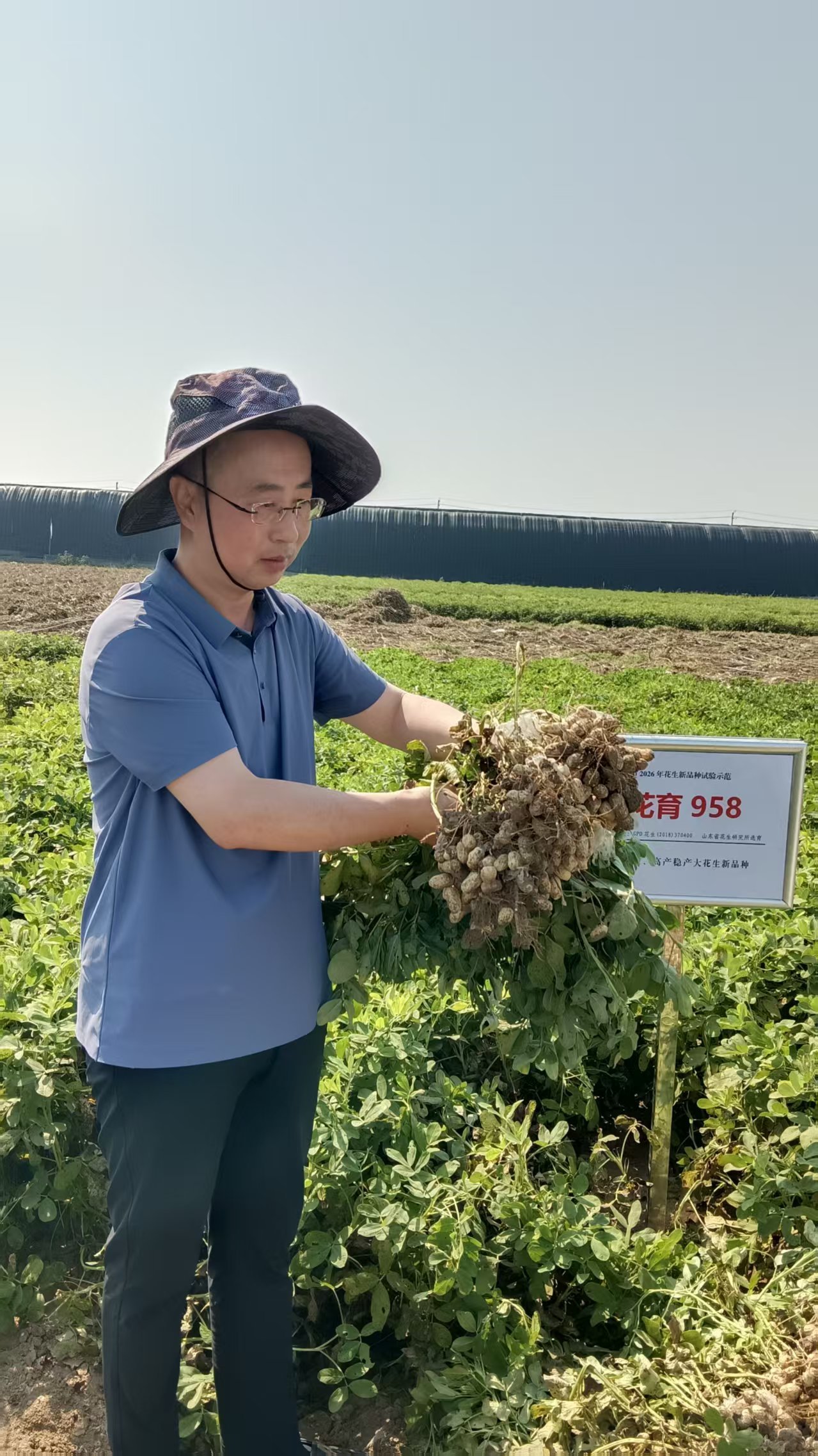 良种配良法 土里种出“金豆豆”——全市花生新品种新技术现场观摩活动在平度蓼兰举行