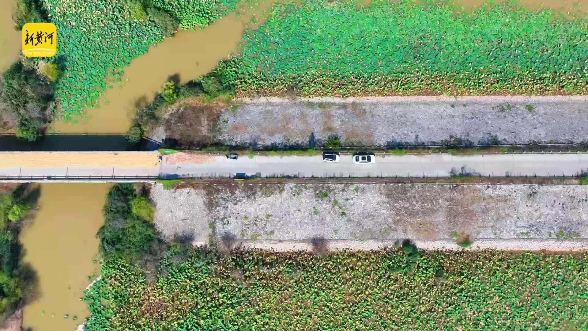路在荷塘间，济南鹊山水库沉砂池“荷塘马路”上线