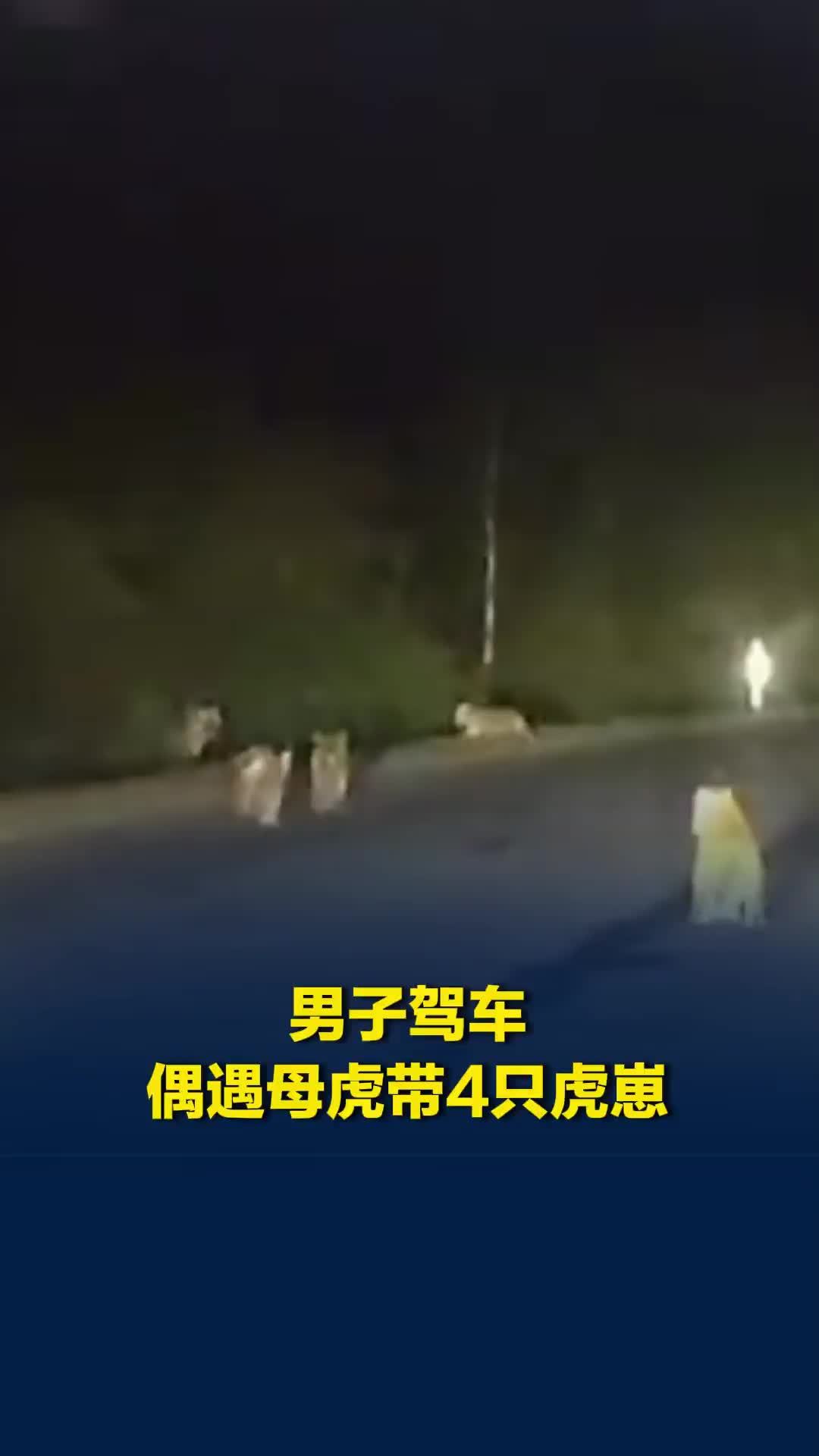 司机偶遇东北虎妈带着4只幼崽虎路边玩耍，林业局已介入，这种情况极少见