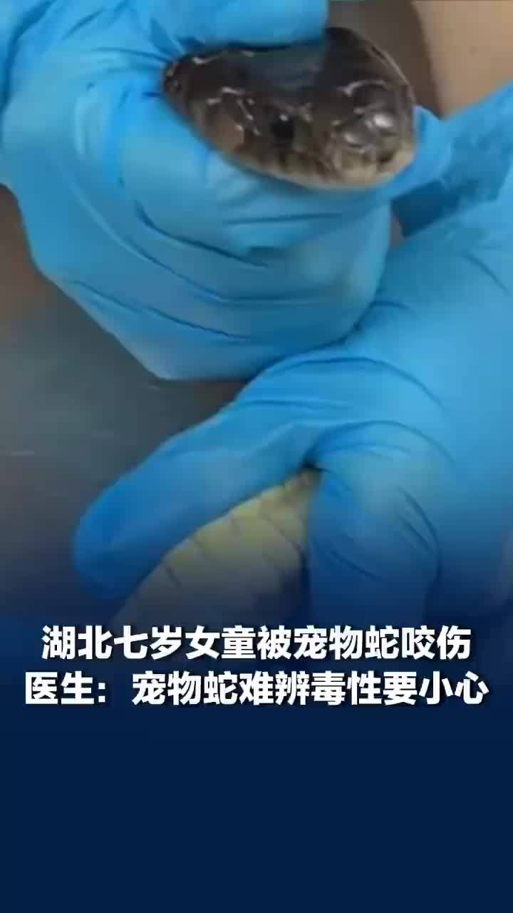 湖北一7岁女童被宠物蛇咬伤，医生：宠物蛇难辨毒性要小心