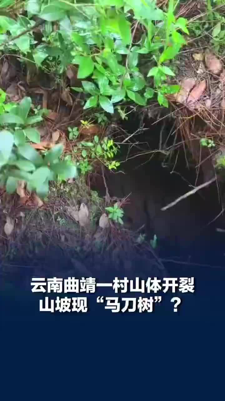 云南曲靖一山体开裂现马刀树，村民：扔石头进去数秒才落底，当地：在处理
