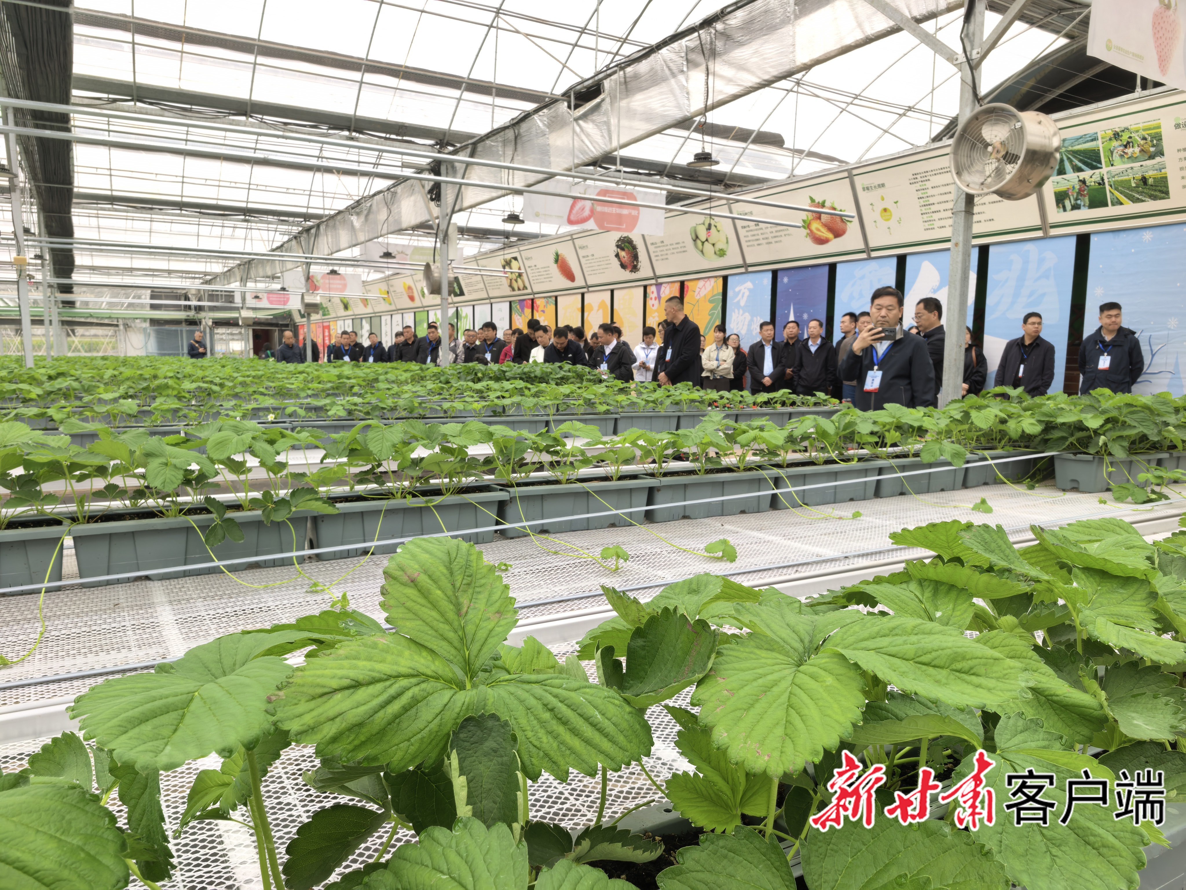 参会代表观摩草莓小镇
