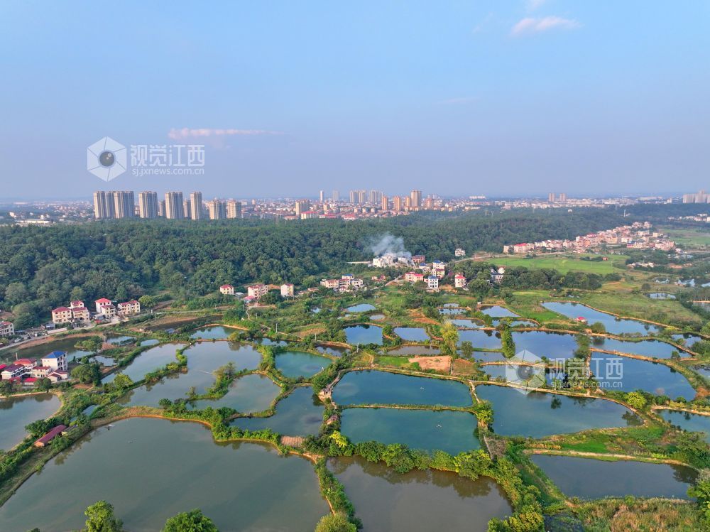 2026年9月13日,江西省吉安市泰和县澄江镇杏岭村生态水产养殖基地,鱼塘碧水景美如画。