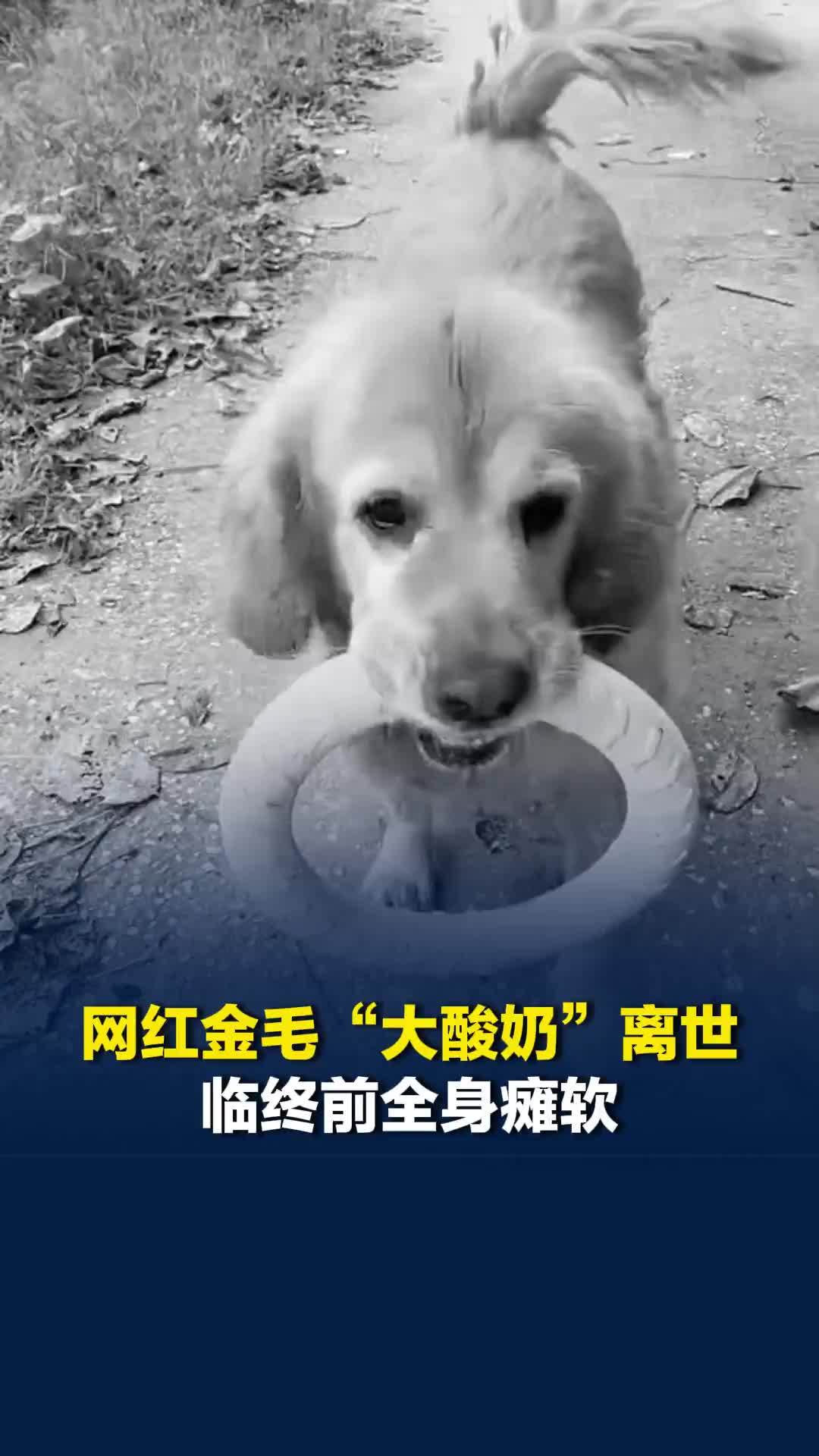 11岁半网红金毛“大酸奶”离世，临终前全身瘫软，主人：它年老体衰走得很突然